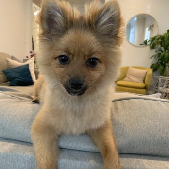 Dogaholics - Pet Groomers Near Me - Chicago, Illinois