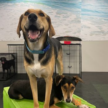 Dogtopia - Pet Boarding Near Me - Davis, California Dogtopia - Pet Boarding Near Me - Davis, California