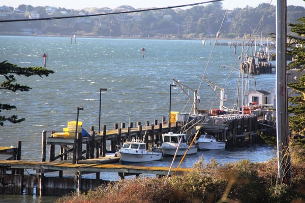 Sonoma Coast Vineyards by null
