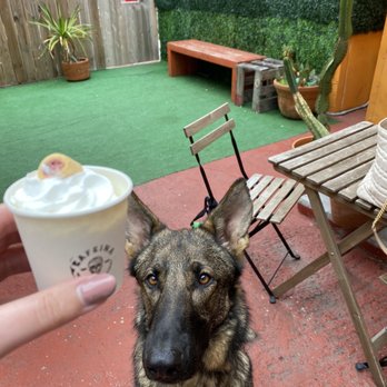 Cafeina Cafe - Bowie enjoying his pupachino - Cafes Near Me - San Diego, California Cafeina Cafe - Bowie enjoying his pupachino - Cafes Near Me - San Diego, California