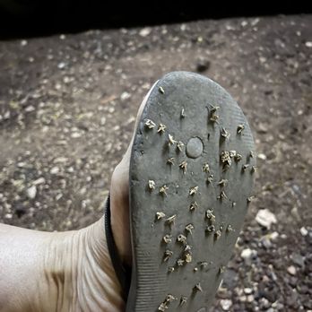 Raptor Ranch - Bad thorns ‼ - RV Parks Near Me - Williams, Arizona Raptor Ranch - Bad thorns ‼ - RV Parks Near Me - Williams, Arizona