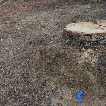 JG Tree Care - Palm Tree Stump before. - Tree Services Near Me JG Tree Care - Palm Tree Stump before. - Tree Services Near Me