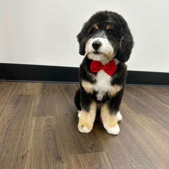 Sam’s Dapper Dog - Pet Groomers Near Me - Salem, New Hampshire