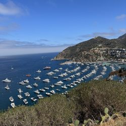 Catalina Island Inland Motor Tour