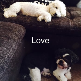 Go Go Spa - Lucky & Bruce - Pet Groomers Near Me - Rosemead, California Go Go Spa - Lucky & Bruce - Pet Groomers Near Me - Rosemead, California