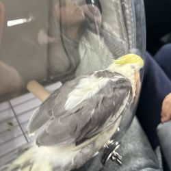 Paterson Bird Store - The car right home