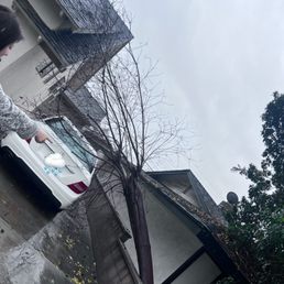 Tree obstructing the driveway and car Tree obstructing the driveway and car