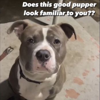 Oakland Animal Services - The post that started it all for us. - Animal Shelters Near Me - Oakland, California Oakland Animal Services - The post that started it all for us. - Animal Shelters Near Me - Oakland, California