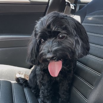 A Pet Villa - First appointment - Pet Boarding Near Me - Santa Clara, California