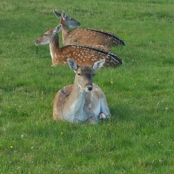 Richmond Park - Parks Near Me - Richmond, XGL