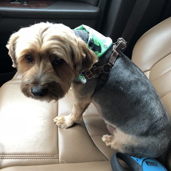 Woof! Here It Is! - Pet Groomers Near Me - Tampa, Florida Woof! Here It Is! - Pet Groomers Near Me - Tampa, Florida