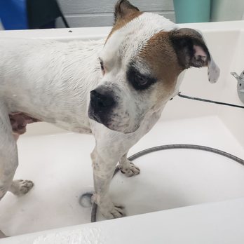 The Paw Spa - Pet Groomers Near Me - Corona, California The Paw Spa - Pet Groomers Near Me - Corona, California