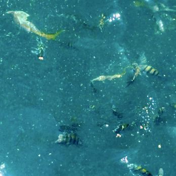 BOSS Underwater Adventure - A tiny bit of the fish you'll see so bright and abundant! - Tours Near Me - St. Thomas, Virgin Islands BOSS Underwater Adventure - A tiny bit of the fish you'll see so bright and abundant! - Tours Near Me - St. Thomas, Virgin Islands