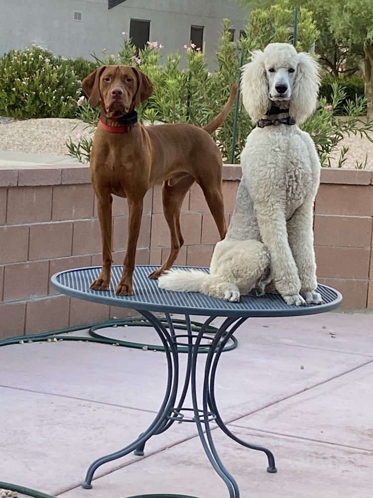 NOGALES VETERINARY CLINIC Updated September 2024 10 Reviews 1283