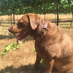 Monument Mountain Vineyards - Winery dog, Charly. He's a Pinot Retriever.