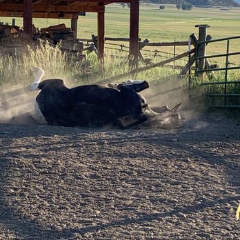 4 Bears Bed & Breakfast - Buddy getting "clean" after my daughter brushed him. - Bed & Breakfast Near Me - Meeteetse, Wyoming