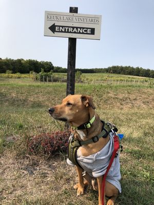 Keuka Lake Vineyards by null