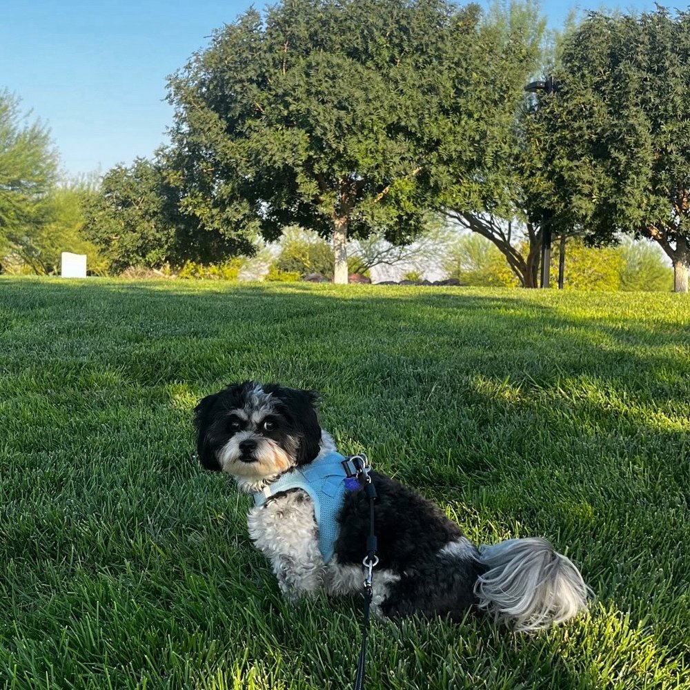 Cadence Central Park - My girl - Parks Near Me - Henderson, Nevada