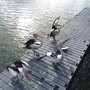 Photo of The River Deck on Noosa Marina