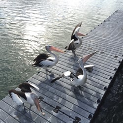 The River Deck on Noosa Marina - The locals at the river deck