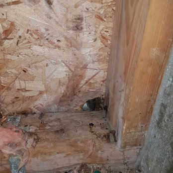 Island Wildlife Control - Damage from rats - Wildlife Control Near Me Island Wildlife Control - Damage from rats - Wildlife Control Near Me
