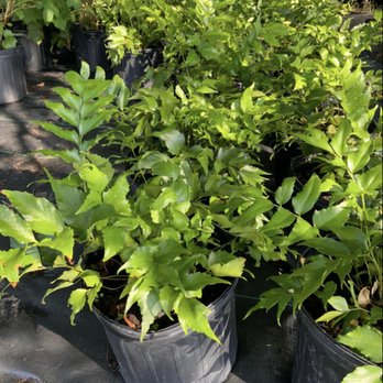Edith’s Garden Center - Nurseries & Gardening Near Me - Garland, Texas Edith’s Garden Center - Nurseries & Gardening Near Me - Garland, Texas
