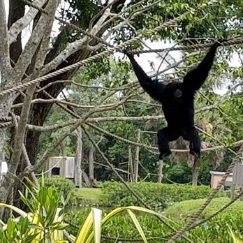 Naples Zoo - Gibbons - Zoos Near Me - Naples, Florida