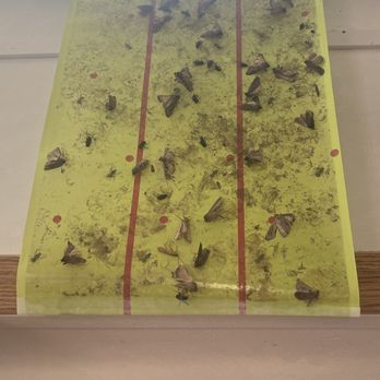 Terry Bison Ranch Resort - Fly catcher paper was old. Looked like many moths had been picked or vacuumed off leaving imprints of dead bodies - Venues & Event Spaces Near Me - Cheyenne, Wyoming