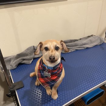 Back to Basics Pet Care - He was so scruffy but we kept som personality - Pet Groomers Near Me - Stockton, California Back to Basics Pet Care - He was so scruffy but we kept som personality - Pet Groomers Near Me - Stockton, California