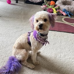 Groomed at The Pampered Pet!! Groomed at The Pampered Pet!!