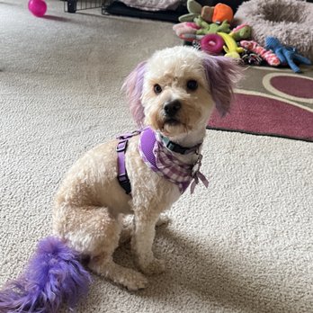 The Pampered Pet - Groomed at The Pampered Pet!! - Pet Groomers Near Me - Palm Desert, California The Pampered Pet - Groomed at The Pampered Pet!! - Pet Groomers Near Me - Palm Desert, California
