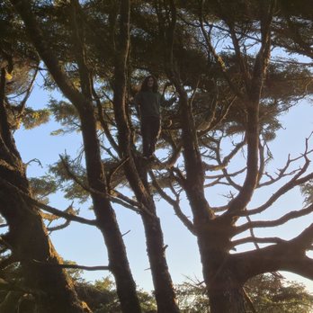 Kalaloch Beach and Campground - There's a kid up in that tree! - Campgrounds Near Me - Forks, Washington Kalaloch Beach and Campground - There's a kid up in that tree! - Campgrounds Near Me - Forks, Washington