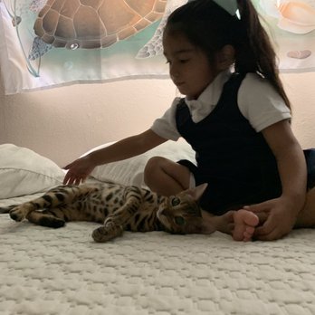 Precious Bengals - My daughter is 3 - Pet Breeders Near Me