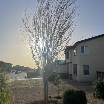 Immanuel’s tree service - Before a dead skeleton looking tree. - Tree Services Near Me Immanuel’s tree service - Before a dead skeleton looking tree. - Tree Services Near Me