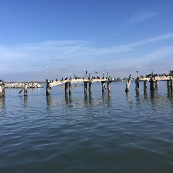 Monterey Bay Hydrobikes - Tons of birds along the way - Rafting/Kayaking Near Me - Moss Landing, California Monterey Bay Hydrobikes - Tons of birds along the way - Rafting/Kayaking Near Me - Moss Landing, California