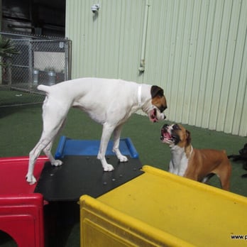 Pet Camp - Pet Training Near Me - San Francisco, California Pet Camp - Pet Training Near Me - San Francisco, California
