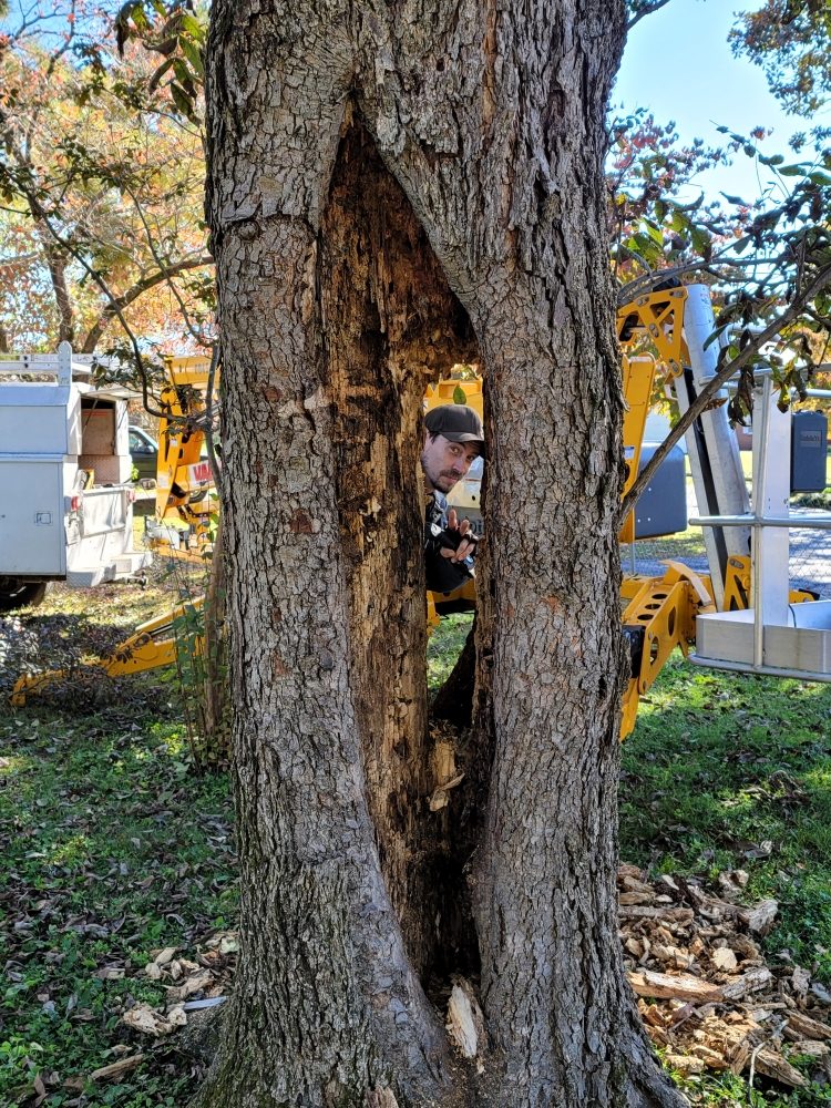 Donald Webster Tree Service - tree service in Gurley, AL
