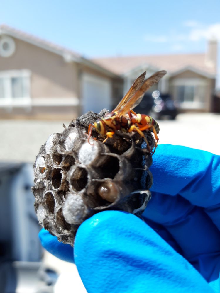 outstanding-pest-solutions-updated-july-2024-44-photos-23-reviews