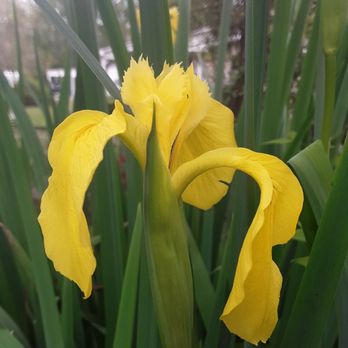 Landscaping by Marcy - Plant that loves wet feet Yellow Flag Iris - Landscaping Near Me - Conway, South Carolina Landscaping by Marcy - Plant that loves wet feet Yellow Flag Iris - Landscaping Near Me - Conway, South Carolina