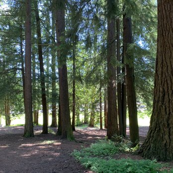 Wilcox Park - Treed area to explore. - Parks Near Me - Lynnwood, Washington Wilcox Park - Treed area to explore. - Parks Near Me - Lynnwood, Washington