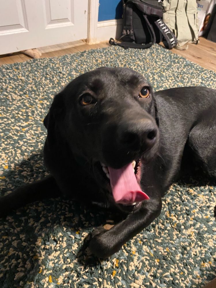Bris Dog Boarding - pet boarding facility in Baltimore, MD