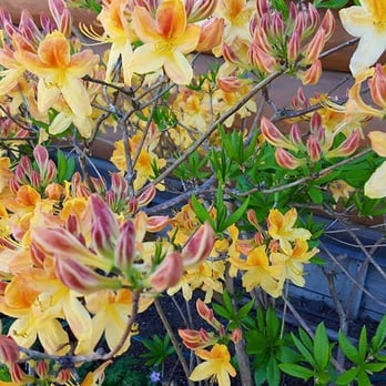 Camp 18 Restaurant - Flowers outside the gift shop - American Near Me - Seaside, Oregon