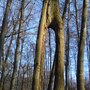 Photo of Das Baumtor im Ohl