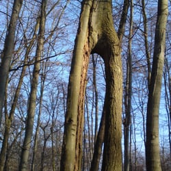 Das Baumtor im Ohl - das Baumtor vor der Ringwallanlage