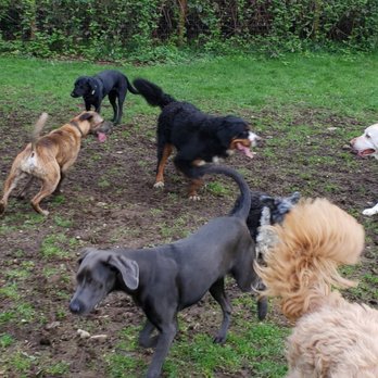 Mountain View Dog Ranch - More friends - Pet Sitting Near Me - Snohomish, Washington Mountain View Dog Ranch - More friends - Pet Sitting Near Me - Snohomish, Washington
