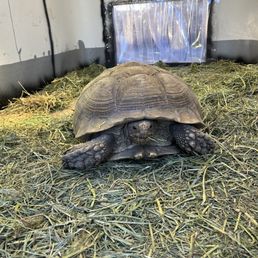 Tuff shed, happy warm tortoise Tuff shed, happy warm tortoise