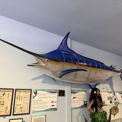 Mermaid Museum