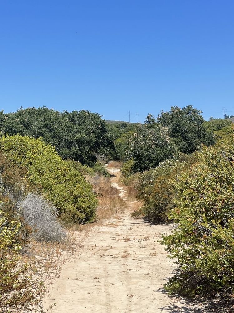 Burton Mesa Ecological Reserve Logo