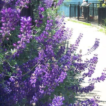 Southside Park - flora - Parks Near Me - Sacramento, California Southside Park - flora - Parks Near Me - Sacramento, California