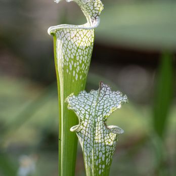 Brooklyn Botanic Garden - White pitcherplant - Botanical Gardens Near Me - Brooklyn, New York Brooklyn Botanic Garden - White pitcherplant - Botanical Gardens Near Me - Brooklyn, New York